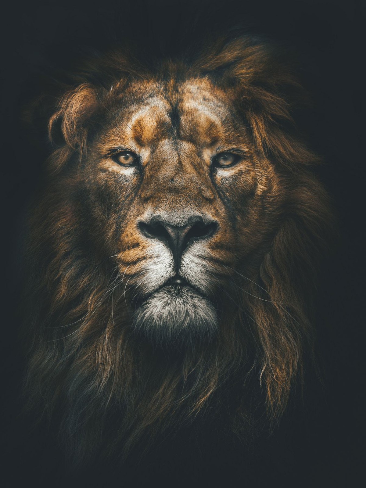 Lion Web Design